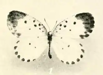 Pentila pardalena