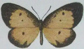Pentila preussi