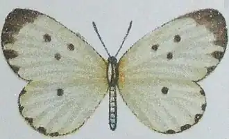 Pentila tripunctata