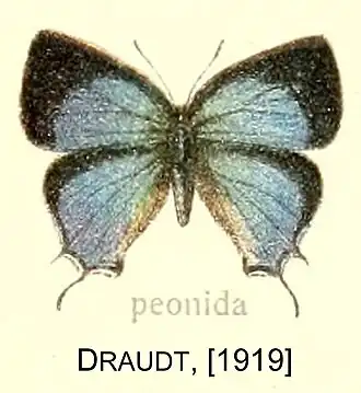 Marachina peonida