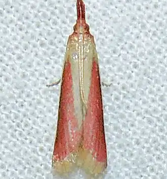 Peoria approximella