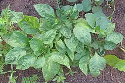 Tomatenbronsvlekkenvirus