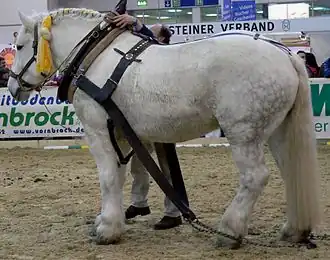Een percheron op een sleepwedstrijd