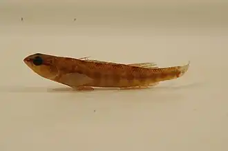 Percina nigrofasciata