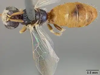 Perdita chamaesarachae