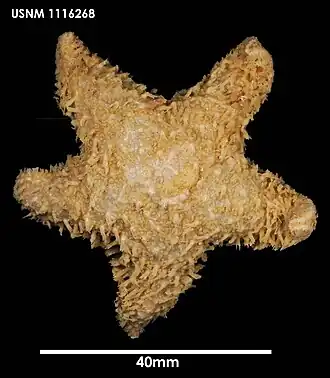 Peribolaster macleani