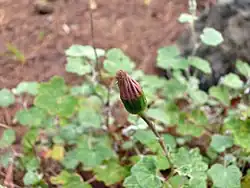 Bloemstengel met bloemknop