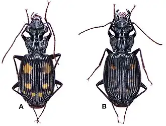 Pericalus formosanus
