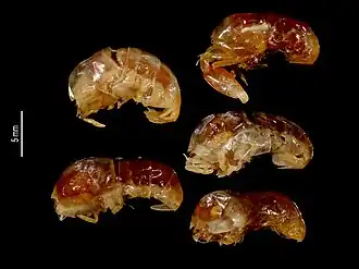 Periclimenaeus bouvieri