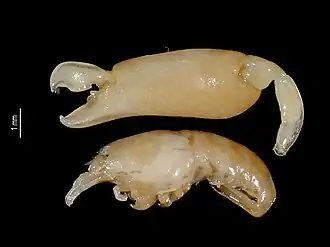 Periclimenaeus nobilii