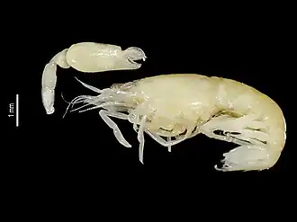 Periclimenaeus rastrifer