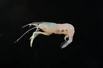 Periclimenes aleator