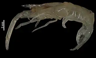 Periclimenes coriolis