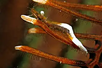 Periclimenes crinoidalis