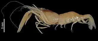 Periclimenes crosnieri