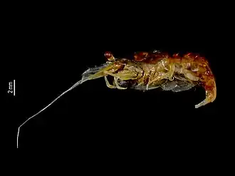 Periclimenes eleftherioui