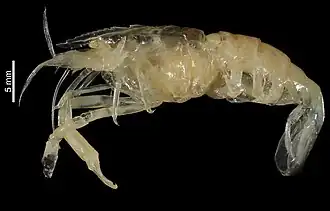 Periclimenes foresti