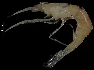 Periclimenes fujinoi