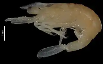 Periclimenes leptodactylus