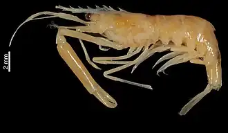 Periclimenes pectinipes