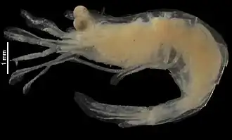 Periclimenes perlucidus