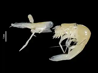 Periclimenes perturbans