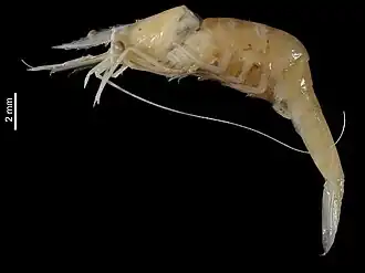 Periclimenes polynesiensis