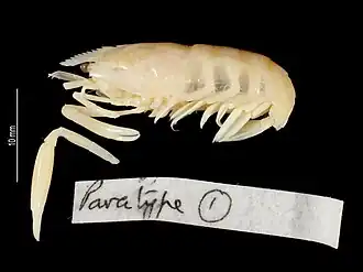 Periclimenes poupini