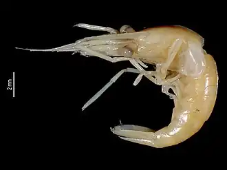 Periclimenes rectirostris