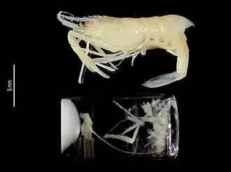 Periclimenes uniunguiculatus