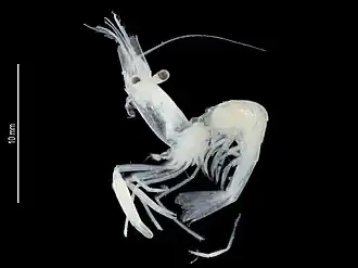 Periclimenes vicinus