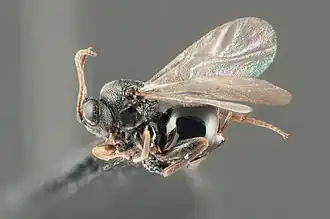 Periclistus brandtii