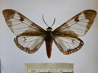 Dysschema marginalis