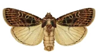 Peridroma neurogramma