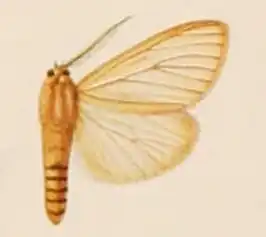 Estigmene neuriastis