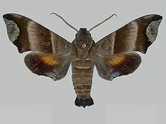 Perigonia caryae