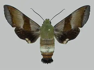 Perigonia glaucescens