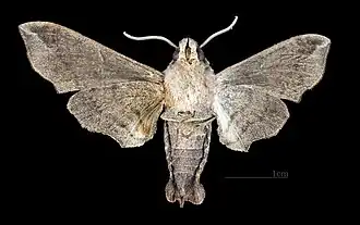 Perigonia ilus ♀ △