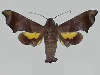 Perigonia pittieri