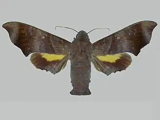 Perigonia stulta