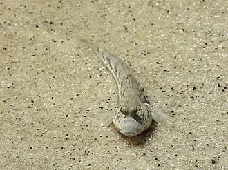 Periophthalmus chrysospilos