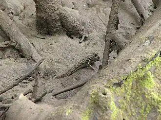 Periophthalmus argentilineatus