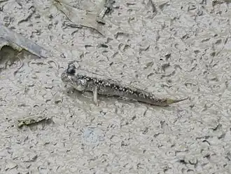 Periophthalmus magnuspinnatus