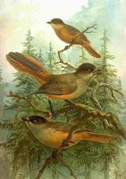 Perisoreus infaustus (1905), Naumann, Naturgeschichte der Vögel Mitteleuropas