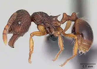 Perissomyrmex guizhouensis