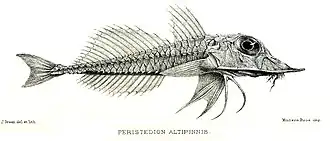 Peristedion altipinne