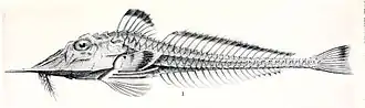 Peristedion liorhynchus