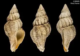 Peristernia rollandi