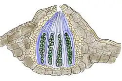 Doorsnede van een perithecium