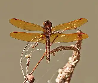 Perithemis mooma